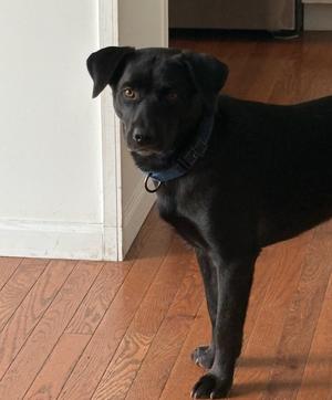 Blackie, Retriever, adult, available for adoption