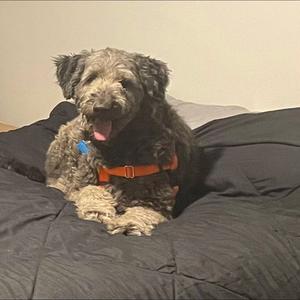 Lady, Poodle (Standard) / Labrador Retriever, adult, available for adoption