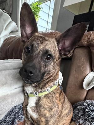 Baxter, Terrier, young, available for adoption