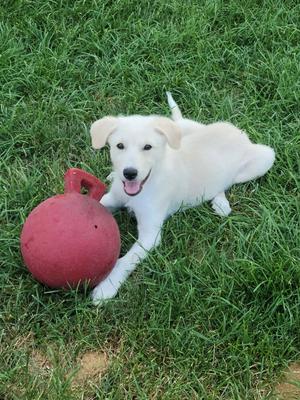 Ella Mae, Great Pyrenees, puppy, available for adoption
