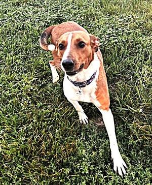 Flo, American Foxhound, adult, available for adoption
