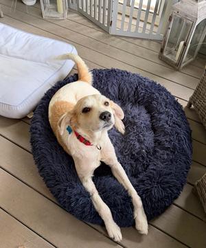Gus, English Setter / Great Pyrenees, adult, available for adoption