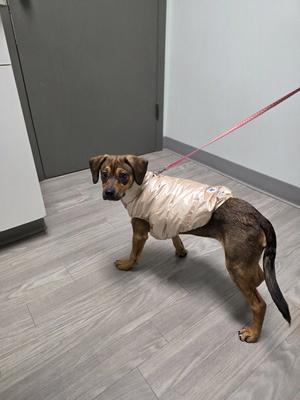 Loveland, Shepherd, young, available for adoption