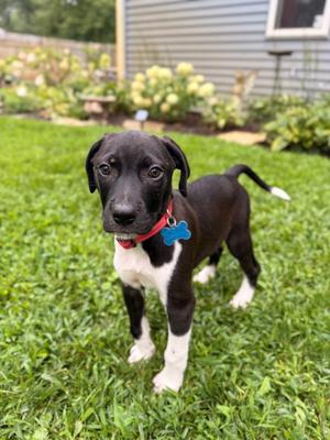 Bandit, Hound, puppy, available for adoption