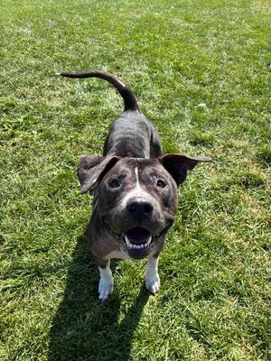 Jax, American Staffordshire Terrier, adult, available for adoption