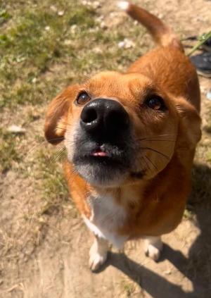 Redd, Australian Cattle Dog / Blue Heeler / Australian Terrier, adult, available for adoption