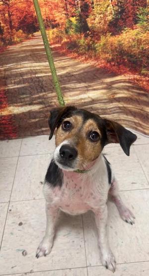 Beans, Jack Russell Terrier, adult, available for adoption