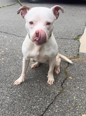 A white pit bull puppy sitting on a cracked pavement, licking its nose with its tongue out.