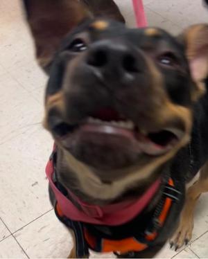 Daisy, American Bulldog / Jack Russell Terrier, young, available for adoption