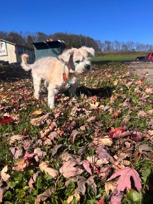 Benson, Shih Tzu, senior, available for adoption