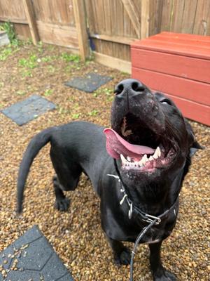 Paddy, Black Labrador Retriever, young, available for adoption