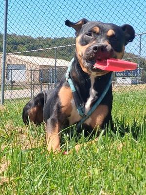 Freya, Pit Bull Terrier, adult, available for adoption