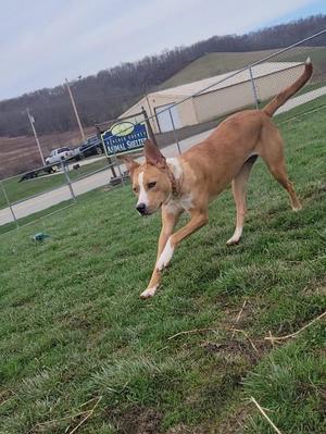 a brown dog running on grass