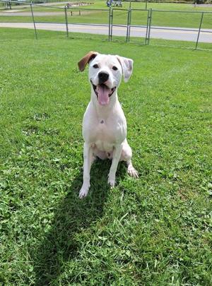 A white dog with brown ears sitting on a grassy field.