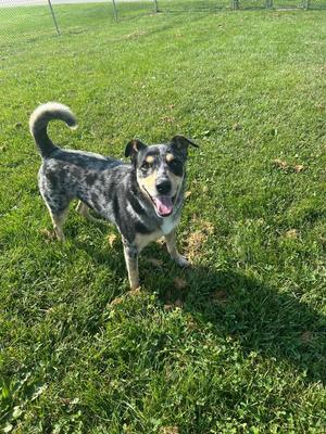 Ellie, Cattle Dog, adult, available for adoption