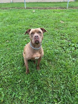 A brown dog with a blue collar sitting on a grassy field.