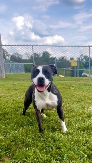 Maggie, Mixed Breed, adult, available for adoption