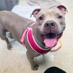 Grammy, Mixed Breed, senior, available for adoption