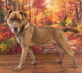 A brown dog standing on a wooden floor with a colorful autumn forest background.