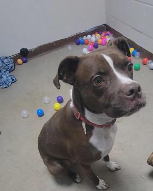 A brown and white dog sitting on the floor with a red collar, surrounded by colorful balls.