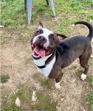 A happy dog with a black and white coat, standing on a grassy area with its mouth open and tongue out, looking up at the camera.