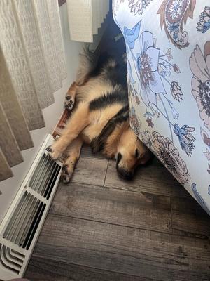 Gwen, Australian Shepherd / Border Collie, young, available for adoption