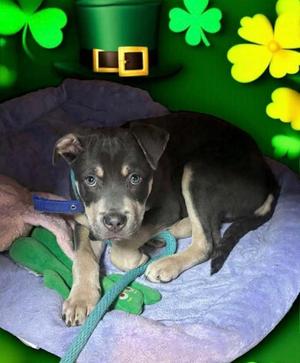 Bear, Terrier, young, available for adoption