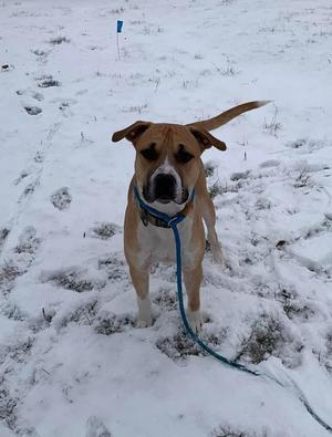 A brown and white dog standing in the snow, wearing a blue collar and leash.