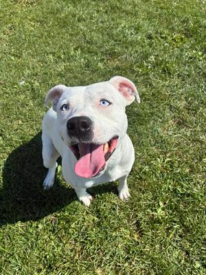 Casper, Pit Bull Terrier, young, available for adoption