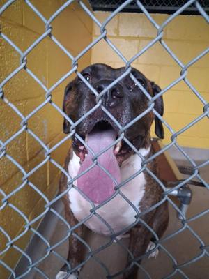 Chance, Boxer / Mastiff, adult, available for adoption