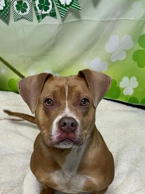 Phoebe, Mixed Breed, young, available for adoption