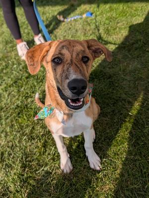 Bonnie, Mixed Breed, puppy, available for adoption