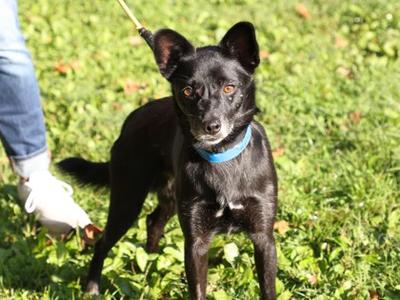 Astro, Mixed Breed, adult, available for adoption