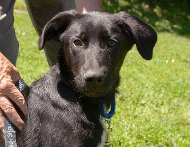 Coriander, Mixed Breed, young, available for adoption