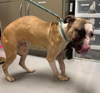 Charlotte, Mixed Breed, young, available for adoption