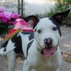 Davinch, Mixed Breed, young, available for adoption