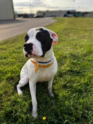 Dottie, Mixed Breed, young, available for adoption