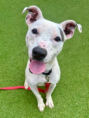 Ace FKA Tristian, Mixed Breed, adult, available for adoption