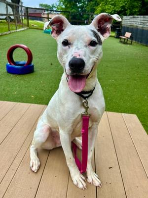 Ace FKA Tristian, Mixed Breed, adult, available for adoption
