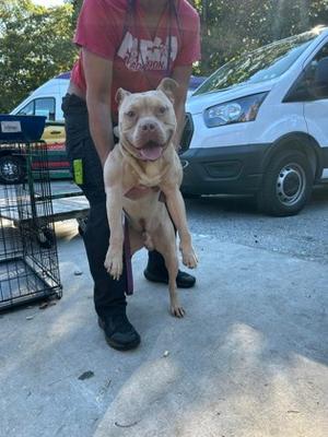 Bigsby, Mixed Breed, young, available for adoption