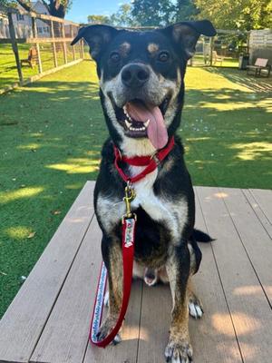 Champ, Mixed Breed, adult, available for adoption