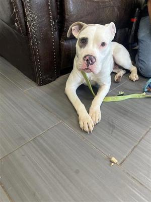 Bullseye, Mixed Breed, young, available for adoption