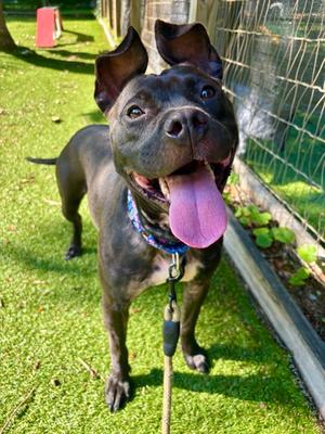 Brandy, Mixed Breed, adult, available for adoption