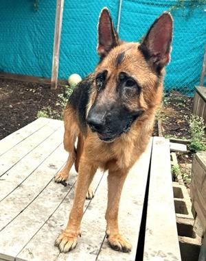 Bingo, German Shepherd Dog Mix, senior, available for adoption