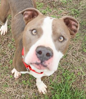 A brown and white pit bull dog wearing a red collar, looking up at the camera with a curious expression.