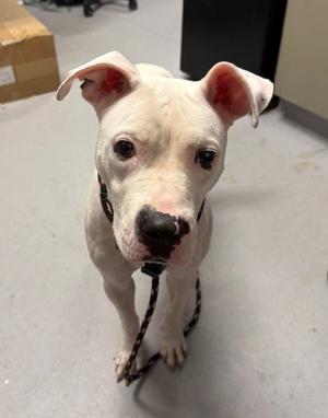 Blanca, Mixed Breed, young, available for adoption