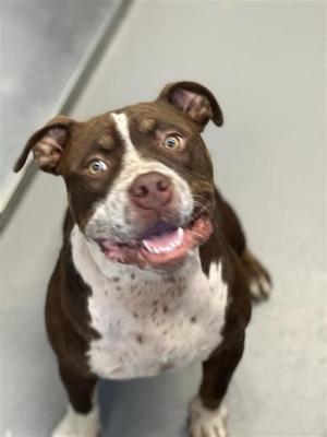 Coffee, Mixed Breed, young, available for adoption