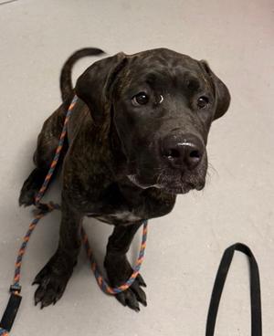 Doc, Cane Corso Mix, young, available for adoption