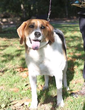 Annie, Mixed Breed, senior, available for adoption