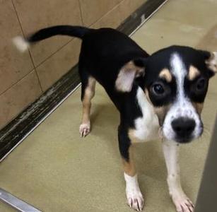Chicharito, Mixed Breed, puppy, available for adoption